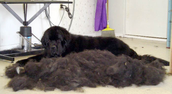 Newly sheared black mastif lab mix image
