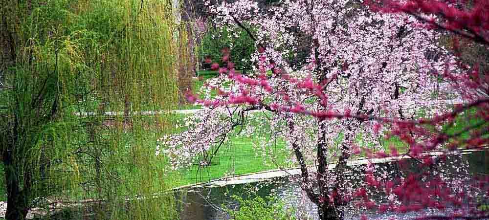 Spring View of Cherry Blossoms